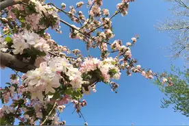 美爆啦！北京这里的海棠花开正艳！错过再等一年~图片