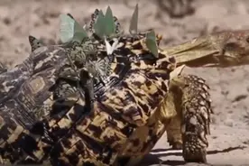 “鳖留下，你走吧！”（下）图片