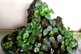 丽姐说花卉:虎耳草假山绿化，别有一番韵味！图片