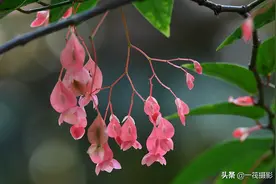 夏花（二十一）——斑叶竹节秋海棠图片