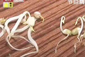 一颗豆子下两个根，这是转基因的豆子吗？教您区分好的绿豆视频封面