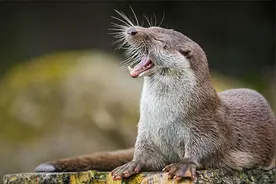 三江源出现水獭，雄雌配对成功后形影不离，就连睡觉都要手拉手图片