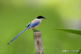 灰喜鹊受伤求助鞍山男子！曾入选濒危物种红色名录图片