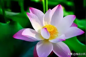 屁股开花了怎么办？请看油炸包子的《莲花宝鉴》图片