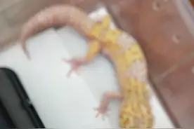 异宠圈实录：蜘蛛、蜥蜴也有人爱，小众宠物衍生“新职业”图片