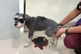 这7种“人食”为什么不适合狗狗吃？这些危害，你真的清楚吗图片