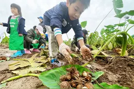 北京成功引种南方芋头，国庆秋收忙，全家老少乐图片