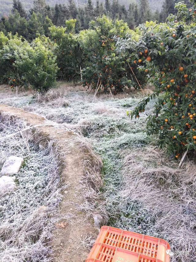 开年就连续寒潮，今年预计虫害较少，病害较多，尤其是沙皮病