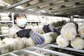 浦城的仙芝科技（福建）股份有限公司扶贫车间内，技术人员正在整理鹿角灵芝菌包图片