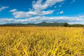世界上七成的粮食交易控制在这4家公司手里，已在中国深耕多年图片