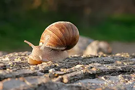 易碎的贝壳，最终链住了谁？图片