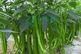 农村大叔种植的香辣椒，别人看见都直夸，一直问啥品种图片