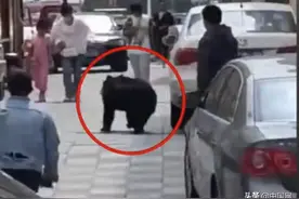 视频曝光！辽宁营口一马戏团黑熊逃跑上街 10分钟后被抓回图片