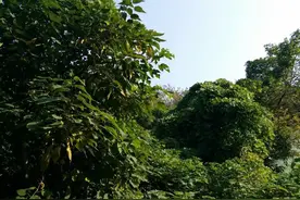 农村女子不顾父母反对，在山上养猪，看她一年赚了多少钱？图片
