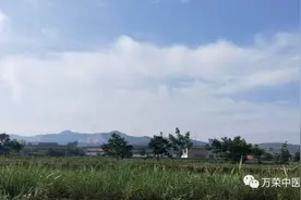 跟我回家看植物，识中药图片
