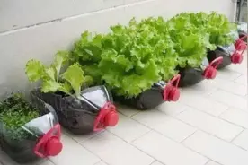 阳台种菜，找几个空油桶，变成种菜“宝贝”，轻松种出好多菜图片