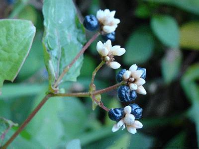 中药材火炭母草根