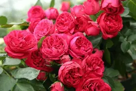 养花就养“红龙月季花”，花瓣长的大，艳丽漂亮，还能用来做插花图片