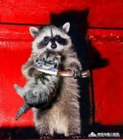 「输血新知」人类体内能输入动物血吗？