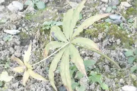 平均海拔800多米山上种种药材，出售20多万株苗 能赚20多万块钱！视频封面