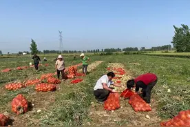 新野县上港乡：洋葱获丰收 致富好产业图片