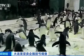 小企鹅“卖身”救主！每只价值43万，公司已获利2200多万图片