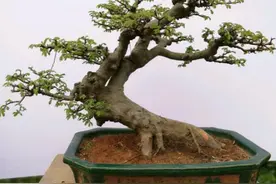 农村常见的榆树疙瘩，做成盆景，古朴苍劲，树姿潇洒图片