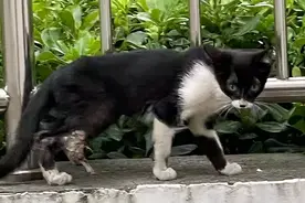 敢扯断自己后腿的“流浪狠猫”，被救后咋就成了“妈宝”？图片