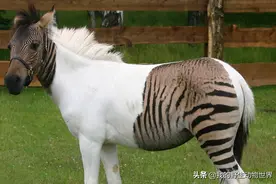 灰白熊、狮狮虎兽、虎狮虎兽、斑马驴，都是动物杂交的结果图片