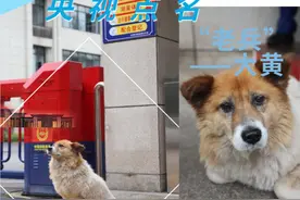 央视点名：一个在消防队站岗八年的老兵狗狗“大黄”图片