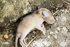 破天荒端了恐怖的鼠窝图片