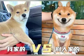 为什么别人家的柴犬可可爱爱，我的却很土？图片