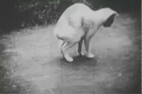 1952年，5万多只猫集体跳海自杀，背后隐藏着什么图片