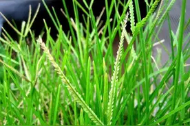 牛筋草、芦苇泛滥，治不住！其实方法很简单图片