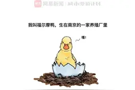 南京鸭子的八百种死法，太好笑了图片