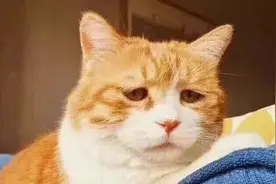 1899元越南5天4夜游！上海游客没购物被导游凶，回国后好几天睡不着觉图片