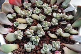 白牡丹养错了就掉叶，赶紧改方法，叶子饱满肉质感强图片