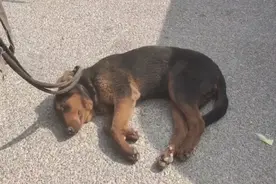 河南：灵性看家犬，狗市装死想躲这一劫，可还是被主人拖上狗肉车图片