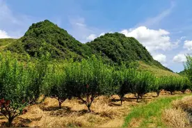 盛夏的果实 | 浸潭桃源的黄金奈李成熟了，你吃过吗？图片