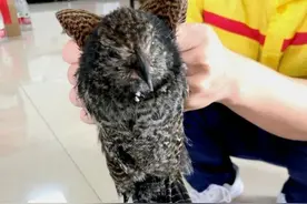贵州警方救助2只国家保护动物褐翅鸦鹃，曾经每年被捕数十万只图片