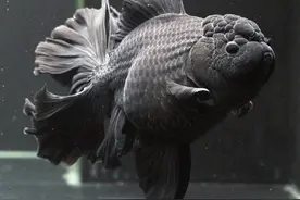 武汉博士让一条金鱼215天产卵42次，研究成果刷新世界纪录图片