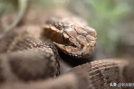 全国一半的蛇伤人事件，都是由它产生的，分布最广的毒蛇—短尾蝮图片