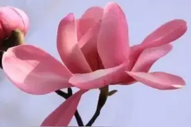 从这四首诗词里看辛夷花的风姿图片