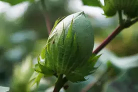棉花：带血的纤维图片