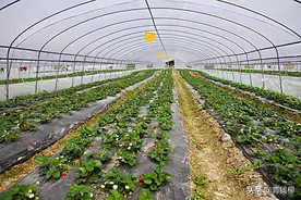 内蒙古包头温室草莓栽培关键技术图片
