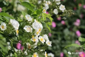 那年花开—蔷薇——唐山植物园图片