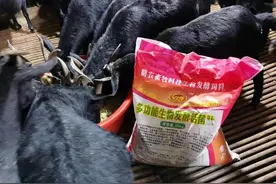 黑山羊养殖运用发酵中草药模式后病少生长快羊肉品质好图片