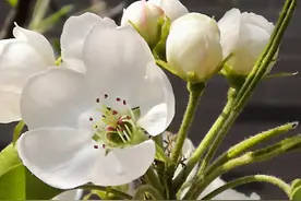 梨花又开放图片