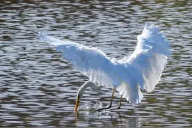 如何抓拍白鹭入水捕食的精彩瞬间？我的经验与您分享图片