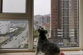 一只老鹰不断俯冲撞击玻璃，试图捕食屋内宠物，而宠物狗继续挑衅图片